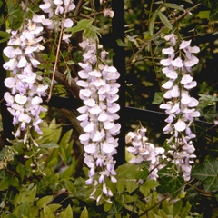 Blauweregen - Wisteria floribunda 'Domino'