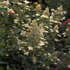Pluimhortensia - Hydrangea paniculata 'Kyushu'