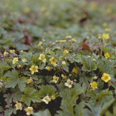 Goudaardbei - Waldsteinia geoides