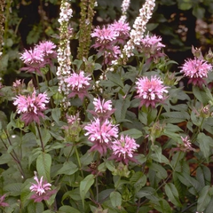 Bergamotte-Pflanze - Monarda 'Beauty of Cobham