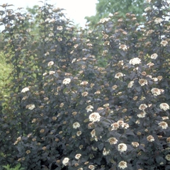 meerstammige struik Blaasspirea - Physocarpus opulifolius 'Diabolo'