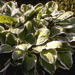 Hartlelie - Hosta decorata f. decorata