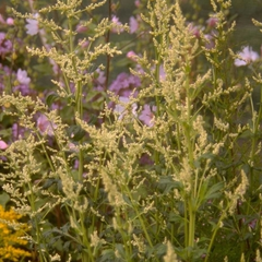 Witte bijvoet - Artemisia lactiflora
