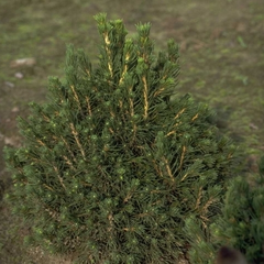 Fijnspar - Picea abies 'Tompa'