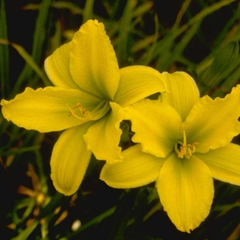 Daglelie - Hemerocallis 'Green Flutter'