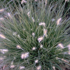 Lampenpoetsergras - Pennisetum alopecuroides 'Little Bunny'