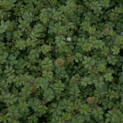 Stekelnootje - Acaena anserinifolia