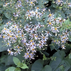 Grootbladige Aster Macrophyllus 'Twilight'