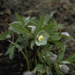 Helleborus is zeer geschikt voor open tuinen