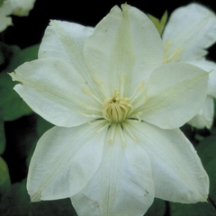 Clematis 'Guernsy Cream'