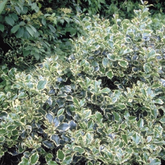 Bonte hulst - Ilex aquifolium 'Argentea Marginata'