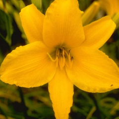 Daglelie - Hemerocallis 'Aten'