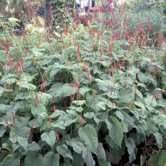 Duizendknoop Persicaria amplexicaulis 'Firedance'