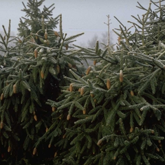 Fijnspar - Picea abies 'Acrocona'