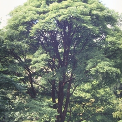 Esdoorn - Acer griseum