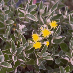 Brachyglottis 'Sunshine'