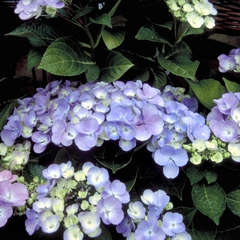 Hortensia - Hydrangea macrophylla 'Blauling'