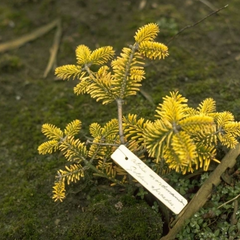 Kaukasische zilverspar - Abies nordmanniana 'Golden Spreader'