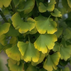 Japanse notenboom - Ginkgo biloba