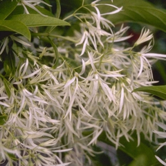 Sneeuwvlokkenboom 'Chionanthus virginicus'