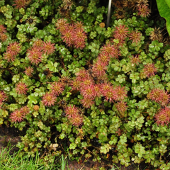 Stekelnootje - Acaena anserinifolia