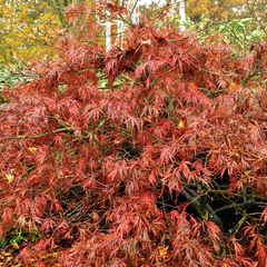 Japanse Esdoorn - Acer palmatum 'Dissectum Garnet'