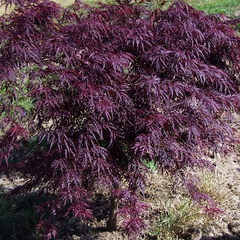 Japanse Esdoorn - Acer palmatum 'Inaba-shidare'