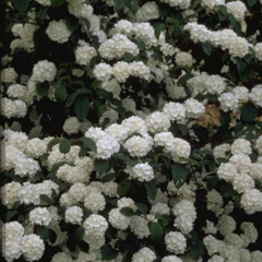 Japanse sneeuwbal - Viburnum Plicatum