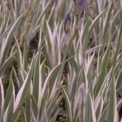 Iris pallida 'Variegata'