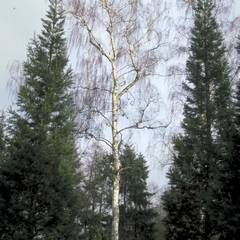 Ruwe Berk - Betula pendula 'Tristis'