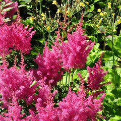 Spierstruik - Astilbe 'Gloria'