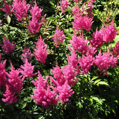 Spierstruik - Astilbe 'Gloria'