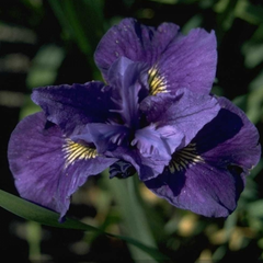 Iris 'Ruffled Velvet'