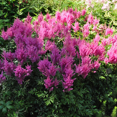 Spierstruik - Astilbe 'Gloria'