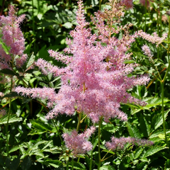 Spierstruik - Astilbe 'Venus'