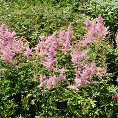 Spierstruik - Astilbe x arendsii 'Venus'