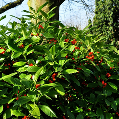 Broodboom - Aucuba japonica 'Golden king'