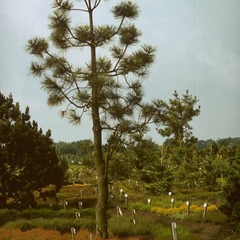 Pinus ponderosa