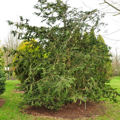 Chamaecyparis obtusa 'Filicoides'