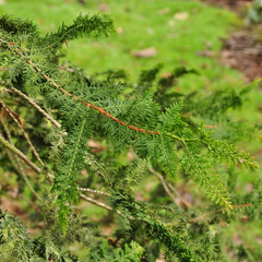 Chamaecyparis obtusa 'Filicoides'