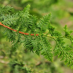 Chamaecyparis obtusa 'Filicoides'