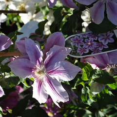 Clematis 'Bees' Jubilee'