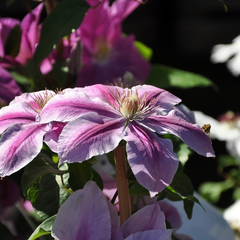 Clematis 'Bees' Jubilee'