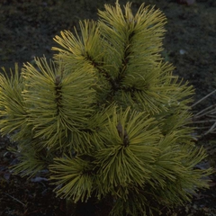 Pinus mugo 'Zundert'