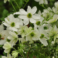 Bosrank - Clematis 'Early Sensation'
