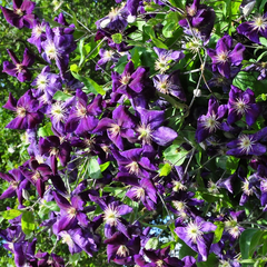 Clematis 'Jackmanii Alba'