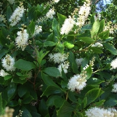 Clethra alnifolia bloei zomer