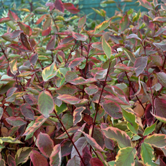 Witte kornoelje - Cornus alba 'Gouchaultii'