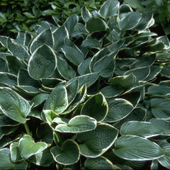 Hartlelie met groen en lichtgroen blad