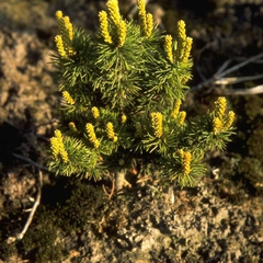 Pinus parviflora 'Adcock's Dwarf'